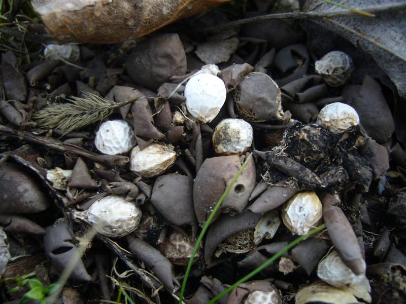 Sono funghi?